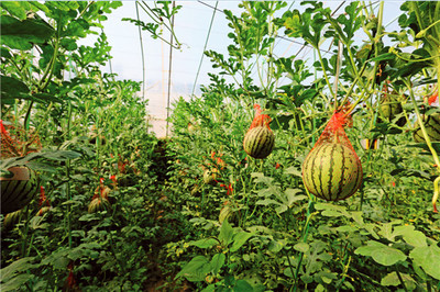 果鄉(xiāng)之旅 ‘棗’想約你——2020陜西大荔農(nóng)產(chǎn)品媒體促銷活動啟動