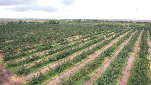 甘肅永昌 國字號農(nóng)產(chǎn)品的榮耀與實力——一顆梨的種植之道