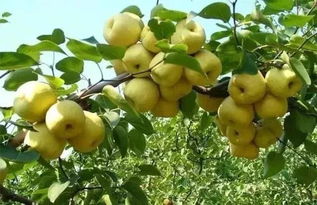 農產品穩定銷售渠道的構建 借鑒中化、阿里、京東與百果園的種植與流通實踐