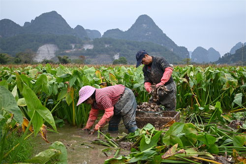 陽朔縣高田鎮(zhèn)人大 以菇為介，助力小特產(chǎn)成就大產(chǎn)業(yè)