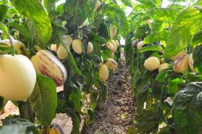 芒市農產品種植產業現狀與投資機遇