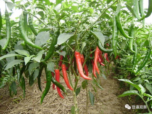 再添6個國字號地理標志產品，鹽城農產品實力出位