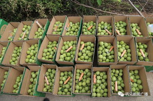 魯莊核桃 金秋時節，滿載豐收的果實