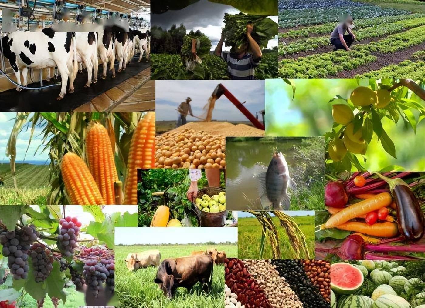 巴西農業的全球影響力 大豆、咖啡與糖的領跑地位