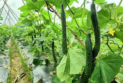 青瓜種植技術與管理 2025年2月熱點追蹤與農產品種植實踐