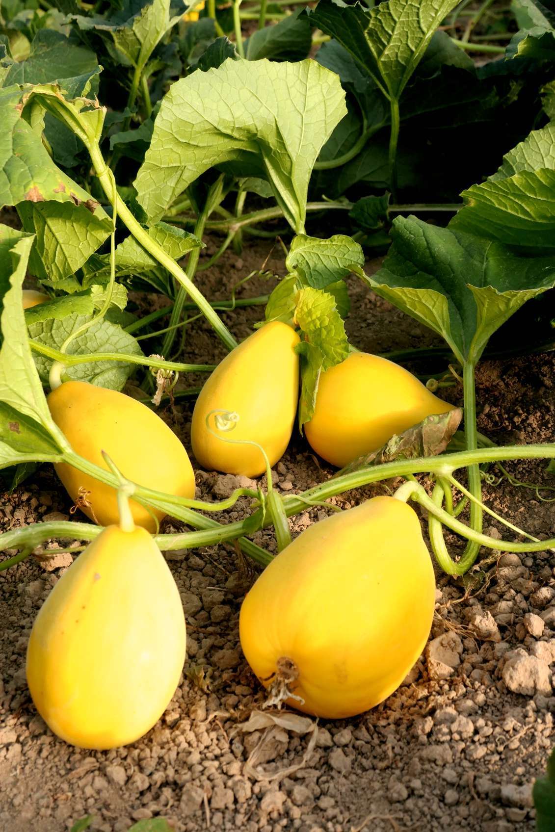 懶人種植黃瓜 優質農產品的爬滿地栽培指南