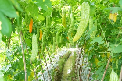 本地種、銷本地 南寧市積極構建“菜籃子”農產品產銷供應鏈體系
