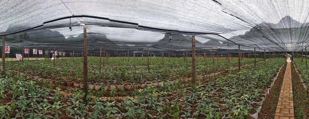 文山州重點投資項目 廣南蒜頭果產業集群園區及種植基地建設推動農產品種植新篇章