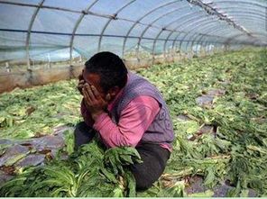 萬斤果蔬爛地里，農產品滯銷問題出路何在