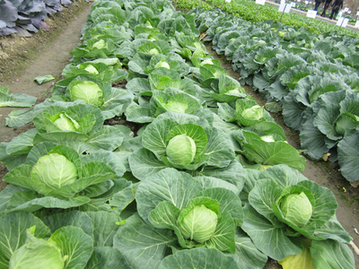 甘藍種植技術與管理法 從選種到收獲的完整指南