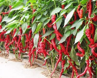 有機農產品標簽不可一貼了事，標準與嚴管理是放心農產品的保障