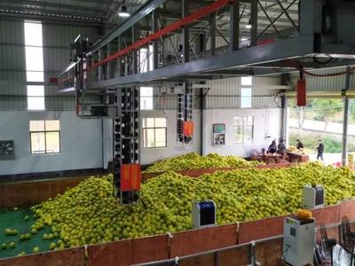 仁化縣國家金柚產業集群項目加速推進，分選加工助力長壩沙田柚品質提升