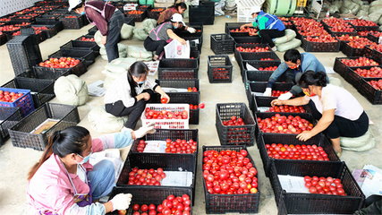 貴州大方 合作社傾力支援抗疫，兩天采運20噸西紅柿保障農產品供應