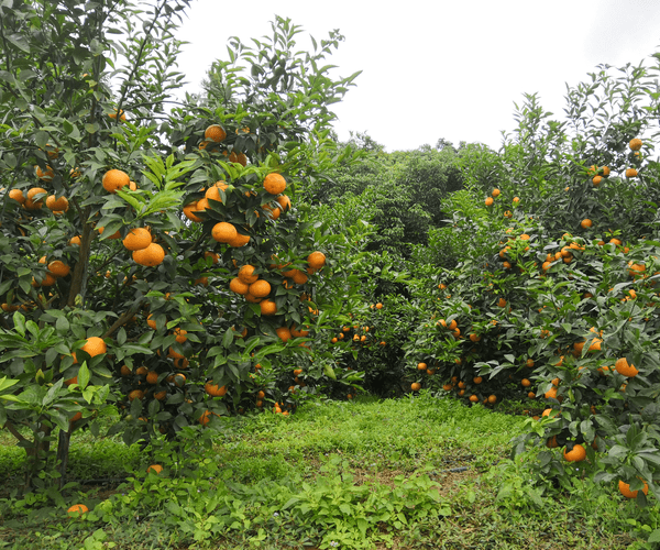 橘子樹種植園的農產品種植與管理
