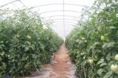 李炎赴野川鎮溝南村調研農產品種植情況，推動鄉村振興發展