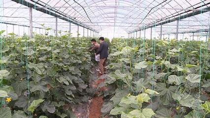 市農業農村局開展“五一”節前農產品質量安全專項檢查，確保種植環節安全無憂