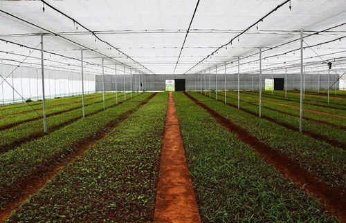 朱黨柱強(qiáng)調(diào)加快推進(jìn)農(nóng)業(yè)現(xiàn)代化 著力提升農(nóng)產(chǎn)品種植水平