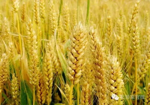 秋糧即將上市，農(nóng)產(chǎn)品最新市場(chǎng)價(jià)格分析 如何科學(xué)種植實(shí)現(xiàn)豐收？