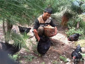 茂縣鑫農產品 高原生態種植，安全放心的農產品選擇