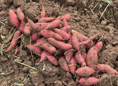 延慶秋收好時節，媯川大地結碩果