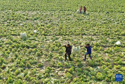 冬季農產品種植豐富菜籃子，保供工作有序推進