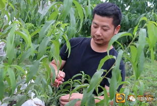 句容農民妙招頻出 綠色農產品這樣“種”成的