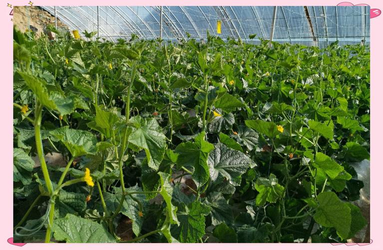 烏審旗壽光模式種植 設施先進，蔬菜品質卓越