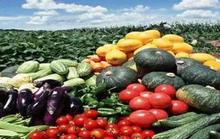 10萬億大農業市場 如何在農產品種植領域搶占先機