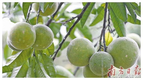 從農業強鎮邁向產業強鎮 農產品的種植與轉型升級之路