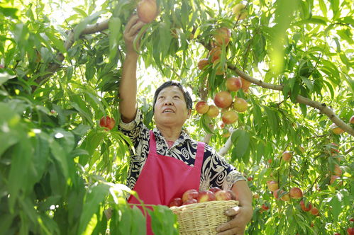 河北廣宗 特色農產品種植助力農民增收致富
