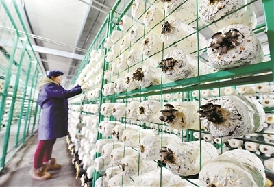 土地長出“搖錢樹” 生態變成“金元寶”——農產品的種植與生態價值