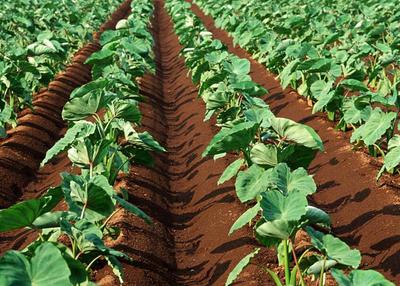 一園生態 一站式有機農產品的綠色種植之道