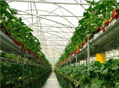 全經聯幸福產業智庫永靖之行 探索農產品種植的新路徑