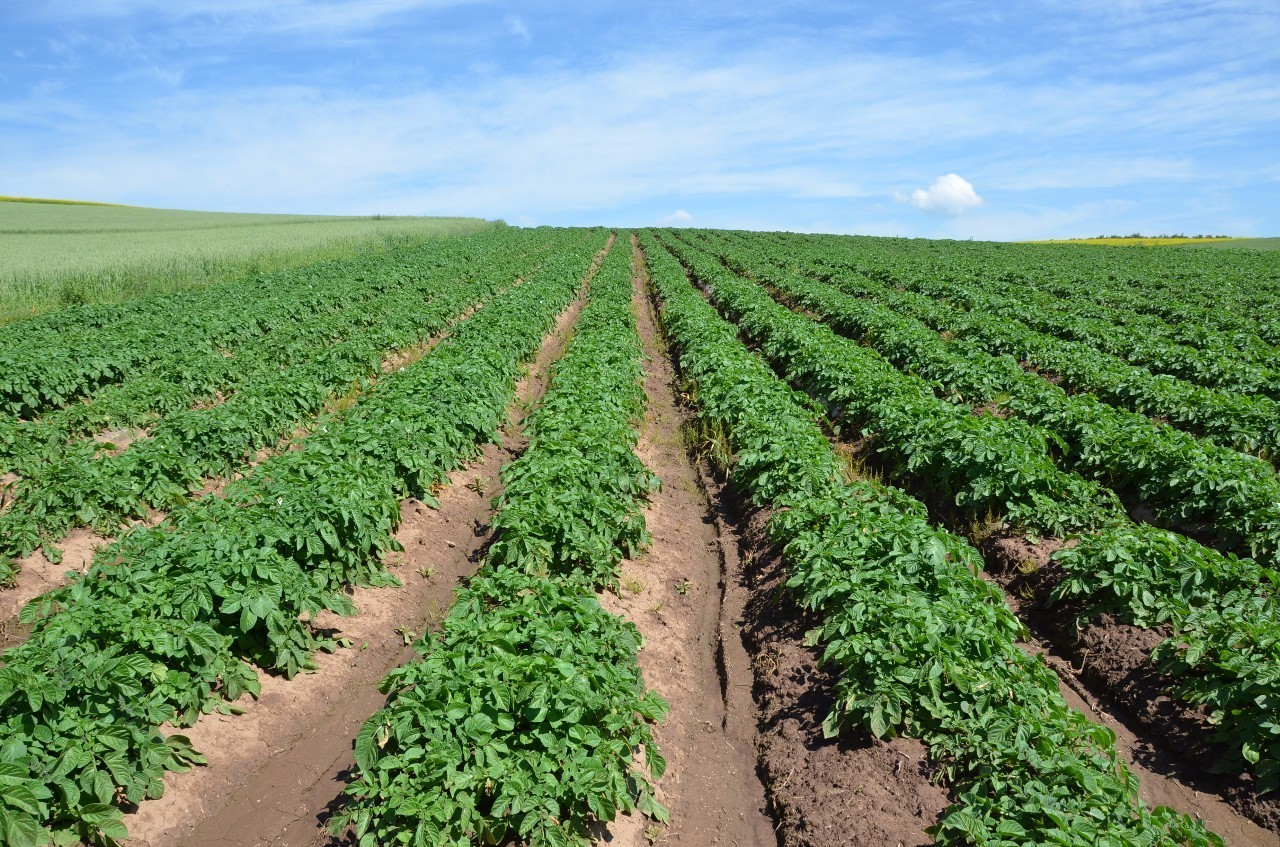 產地食材 | 黑土豆熟粉 西北沃土蘊黑金，農產品的種植與價值