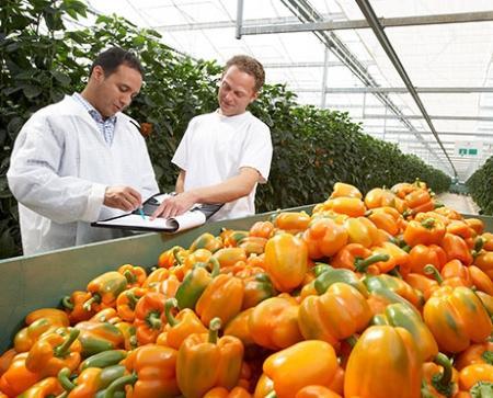 大深度 | 消除農產品滯銷 借鑒美日德模式，升級中國農產品種植體系
